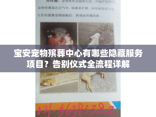宝安宠物殡葬中心有哪些隐藏服务项目？告别仪式全流程详解