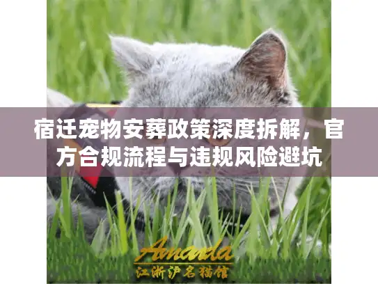 宿迁宠物安葬政策深度拆解，官方合规流程与违规风险避坑