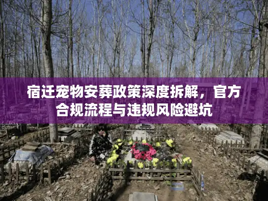 宿迁宠物安葬政策深度拆解，官方合规流程与违规风险避坑