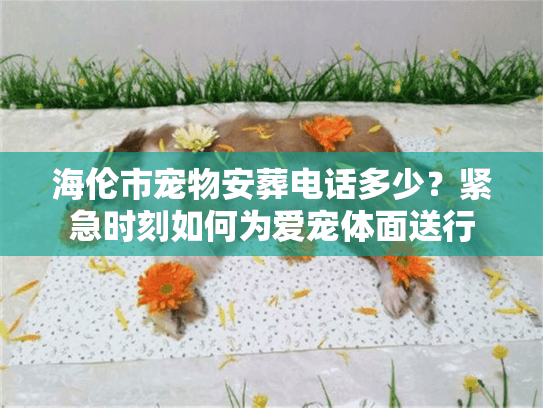 海伦市宠物安葬电话多少？紧急时刻如何为爱宠体面送行