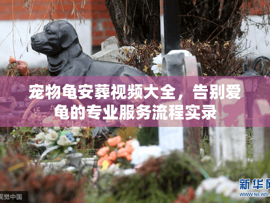 宠物龟安葬视频大全,告别爱龟的专业服务流程实录 宠物龟安葬视频大全,告别爱龟的专业服务流程实录