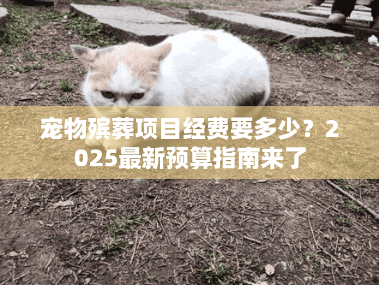 宠物殡葬项目经费要多少？2025最新预算指南来了