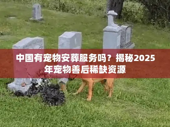 中国有宠物安葬服务吗？揭秘2025年宠物善后稀缺资源