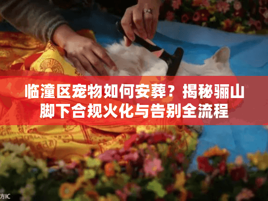临潼区宠物如何安葬？揭秘骊山脚下合规火化与告别全流程