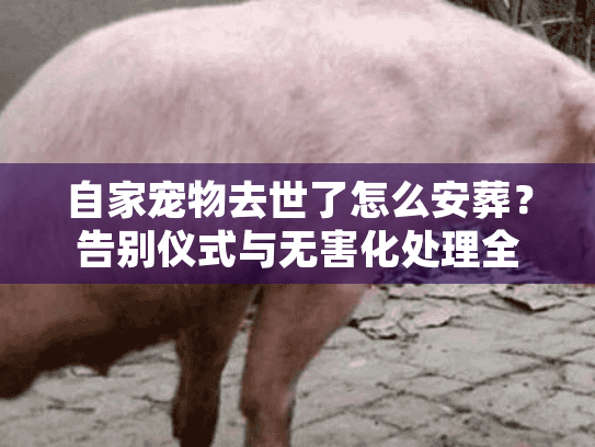 自家宠物去世了怎么安葬？告别仪式与无害化处理全流程