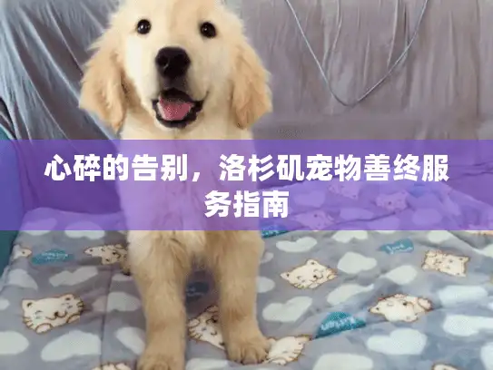 心碎的告别，洛杉矶宠物善终服务指南