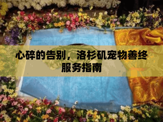 心碎的告别，洛杉矶宠物善终服务指南