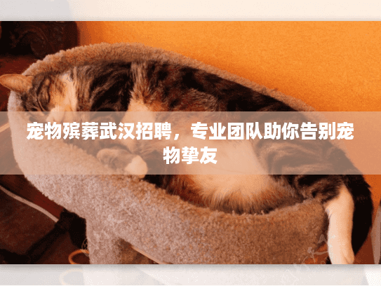 宠物殡葬武汉招聘，专业团队助你告别宠物挚友