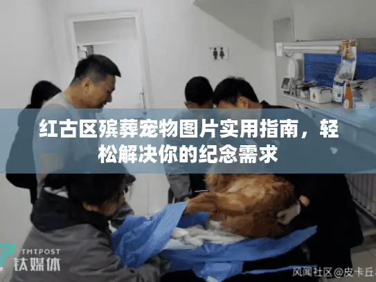 红古区殡葬宠物图片实用指南，轻松解决你的纪念需求