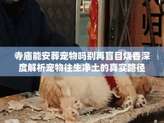 寺庙能安葬宠物吗别再盲目烧香深度解析宠物往生净土的真实路径