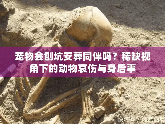 宠物会刨坑安葬同伴吗？稀缺视角下的动物哀伤与身后事