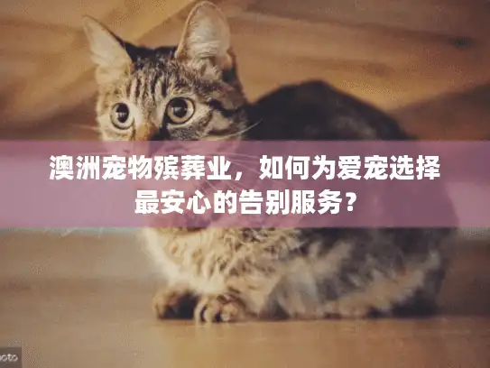 澳洲宠物殡葬业，如何为爱宠选择最安心的告别服务？
