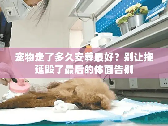 宠物走了多久安葬最好？别让拖延毁了最后的体面告别