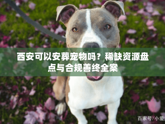 西安可以安葬宠物吗？稀缺资源盘点与合规善终全案