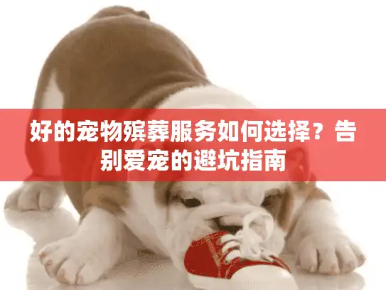 好的宠物殡葬服务如何选择？告别爱宠的避坑指南