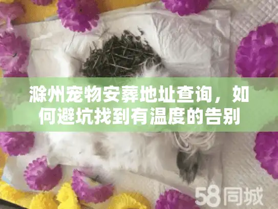 滁州宠物安葬地址查询，如何避坑找到有温度的告别