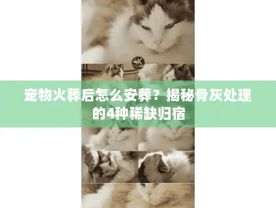 宠物火葬后怎么安葬？揭秘骨灰处理的4种稀缺归宿