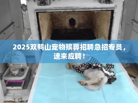 2025双鸭山宠物殡葬招聘急招专员，速来应聘！