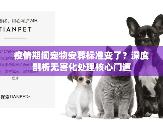 疫情期间宠物安葬标准变了？深度剖析无害化处理核心门道