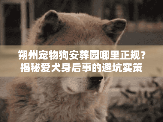 朔州宠物狗安葬园哪里正规？揭秘爱犬身后事的避坑实策