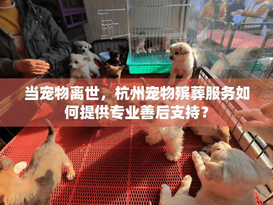 当宠物离世,杭州宠物殡葬服务如何提供专业善后支持? 当宠物离世,杭州宠物殡葬服务如何提供专业善后支持?