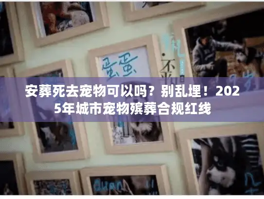 安葬死去宠物可以吗?别乱埋!2025年城市宠物殡葬合规红线 安葬死去宠物可以吗?别乱埋!2025年城市宠物殡葬合规红线