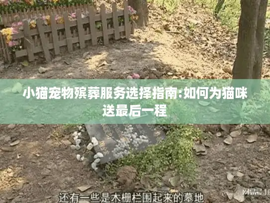 小猫宠物殡葬服务选择指南:如何为猫咪送最后一程