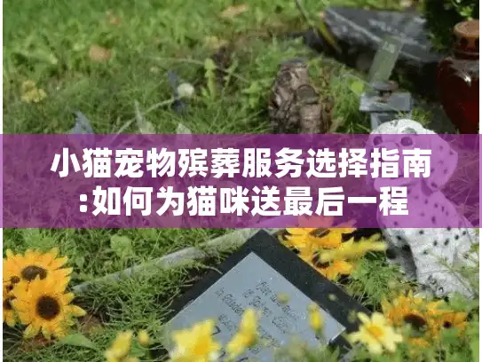 小猫宠物殡葬服务选择指南:如何为猫咪送最后一程