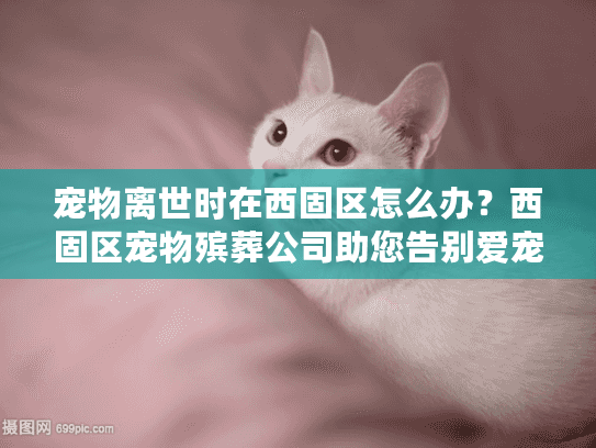 宠物离世时在西固区怎么办？西固区宠物殡葬公司助您告别爱宠
