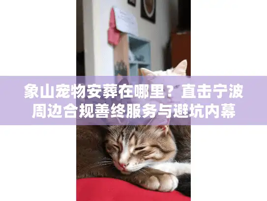 象山宠物安葬在哪里？直击宁波周边合规善终服务与避坑内幕