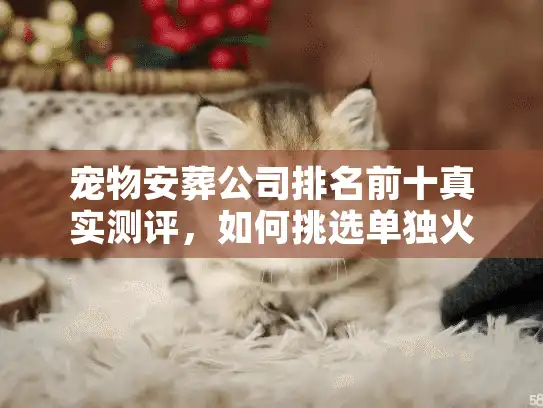 宠物安葬公司排名前十真实测评，如何挑选单独火化服务？