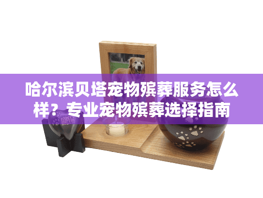 哈尔滨贝塔宠物殡葬服务怎么样？专业宠物殡葬选择指南
