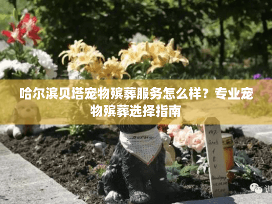 哈尔滨贝塔宠物殡葬服务怎么样？专业宠物殡葬选择指南