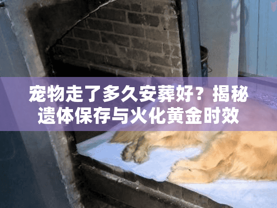 宠物走了多久安葬好？揭秘遗体保存与火化黄金时效