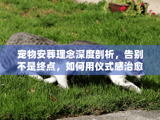 宠物安葬理念深度剖析，告别不是终点，如何用仪式感治愈哀伤