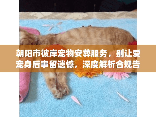 朝阳市彼岸宠物安葬服务,别让爱宠身后事留遗憾,深度解析合规告别 朝阳市彼岸宠物安葬服务,别让爱宠身后事留遗憾,深度解析合规告别