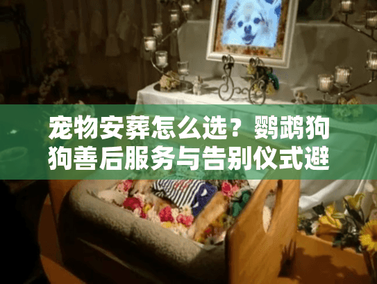 宠物安葬怎么选？鹦鹉狗狗善后服务与告别仪式避坑实策