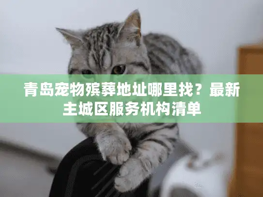 青岛宠物殡葬地址哪里找？最新主城区服务机构清单