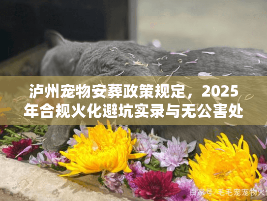 泸州宠物安葬政策规定，2025年合规火化避坑实录与无公害处理