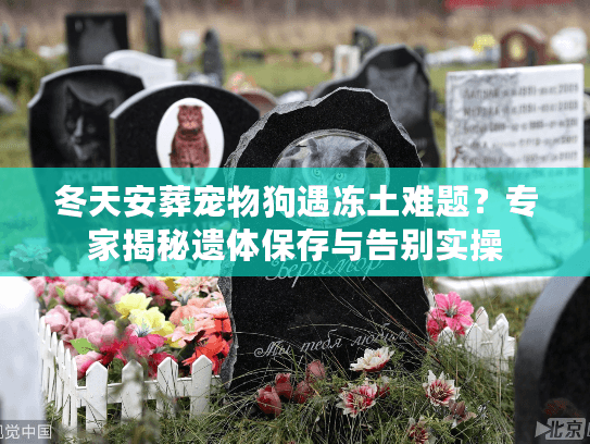 冬天安葬宠物狗遇冻土难题？专家揭秘遗体保存与告别实操