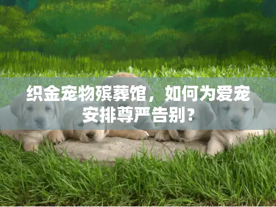织金宠物殡葬馆,如何为爱宠安排尊严告别? 织金宠物殡葬馆,如何为爱宠安排尊严告别?