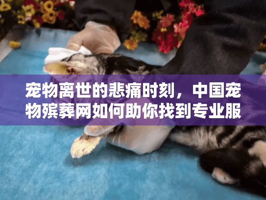 宠物离世的悲痛时刻，中国宠物殡葬网如何助你找到专业服务？