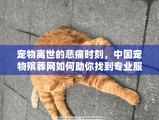 宠物离世的悲痛时刻，中国宠物殡葬网如何助你找到专业服务？