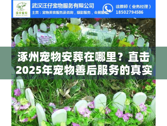 涿州宠物安葬在哪里？直击2025年宠物善后服务的真实内幕