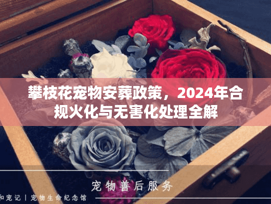 攀枝花宠物安葬政策，2024年合规火化与无害化处理全解