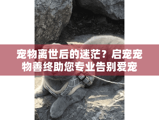 宠物离世后的迷茫？启宠宠物善终助您专业告别爱宠