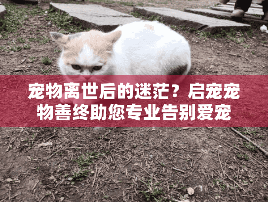 宠物离世后的迷茫？启宠宠物善终助您专业告别爱宠