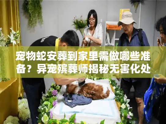 宠物蛇安葬到家里需做哪些准备？异宠殡葬师揭秘无害化处理门道