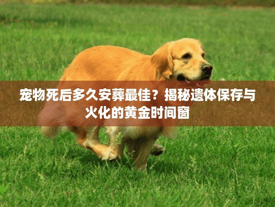 宠物死后多久安葬最佳?揭秘遗体保存与火化的黄金时间窗 宠物死后多久安葬最佳?揭秘遗体保存与火化的黄金时间窗