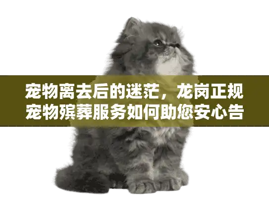 宠物离去后的迷茫,龙岗正规宠物殡葬服务如何助您安心告别? 宠物离去后的迷茫,龙岗正规宠物殡葬服务如何助您安心告别?